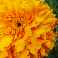 Marigold